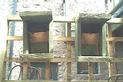 swallow bird boxes.jpg